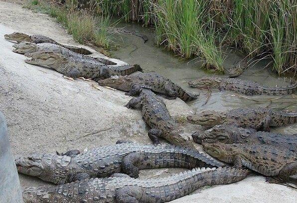 زنده گیری یک سر تمساح در روستای سیدآباد از توابع درگس چابهار