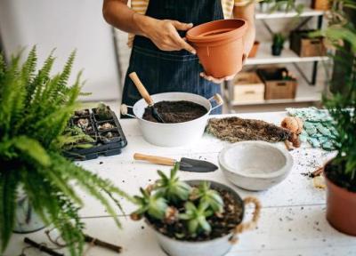 چه موقع باید گیاهان را جا به جا کرد؟