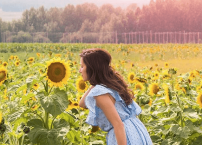 شکوفا شدن گل های آفتابگردان Bowden SunMaze