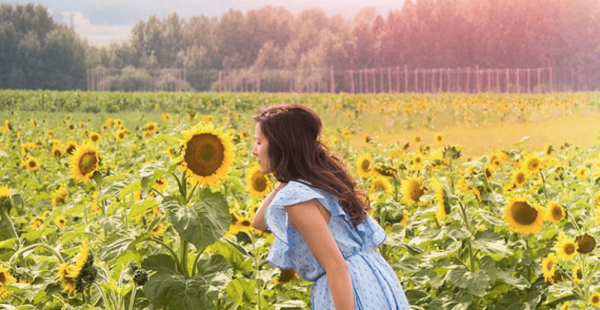 شکوفا شدن گل های آفتابگردان Bowden SunMaze شکوفا شدن گل های آفتابگردان Bowden SunMaze